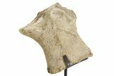 Fossil Dinosaur (Triceratops) Skull Section - South Dakota #363631-1